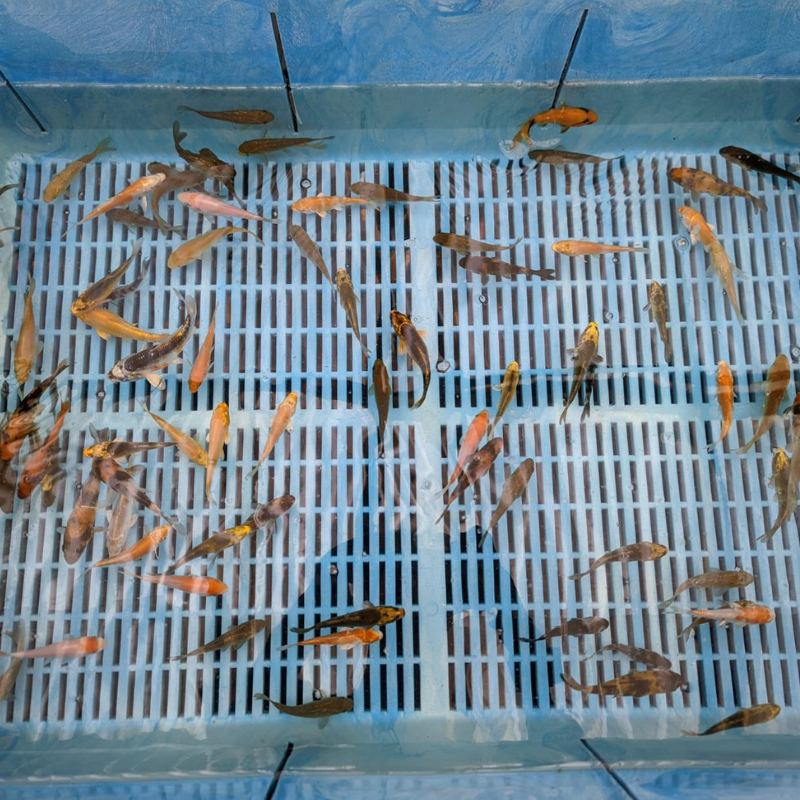 Metallic Hikari Koi Carp Assorted 2-3"