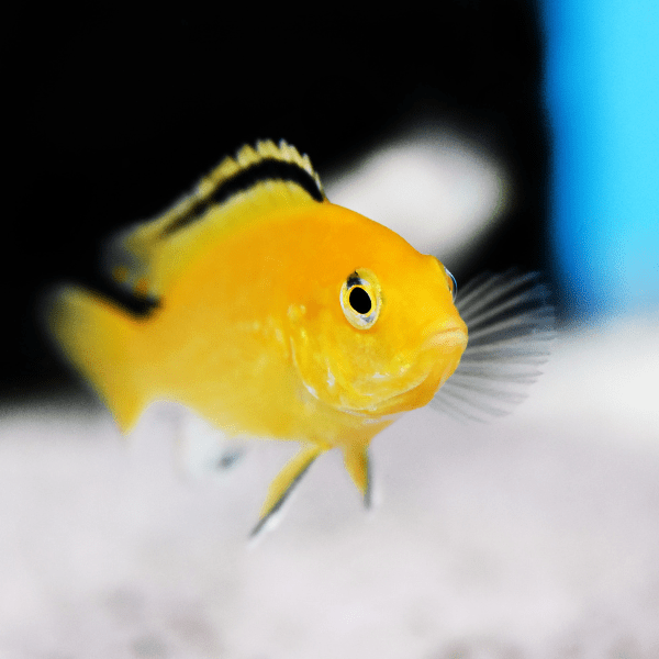 Labidochromis Caeruleus Yellow Malawi African Cichlid Small 2 Inches - Real Aquatics