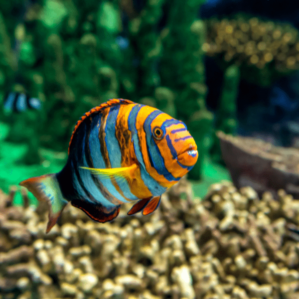 Harlequin Tusk Australian Hog Fish Choerodon Fasciatus - Real Aquatics