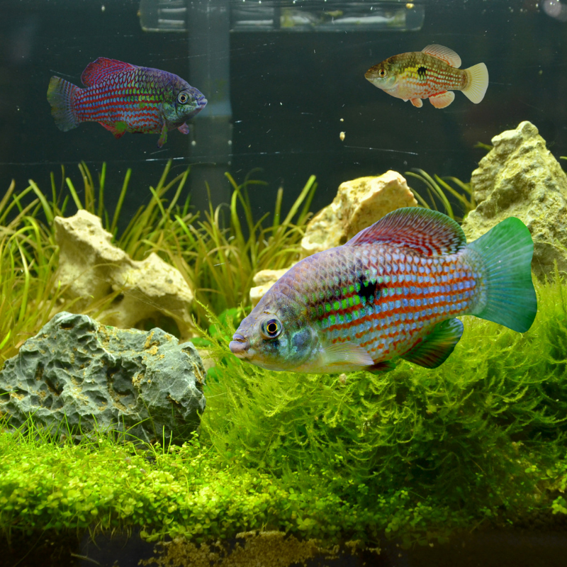 American Flag Fish