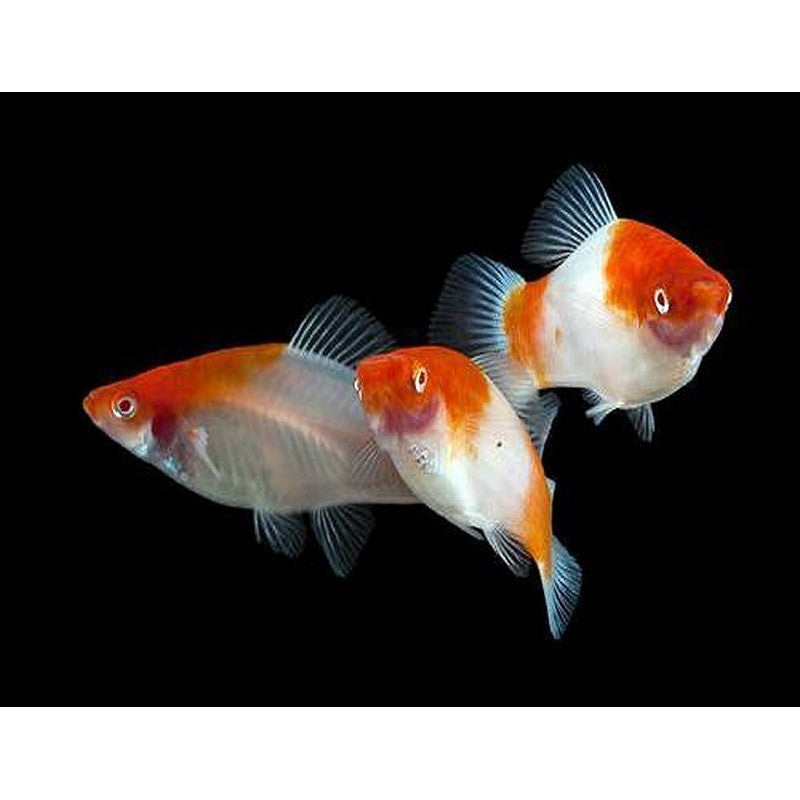 Kohaku Koi Swordtail