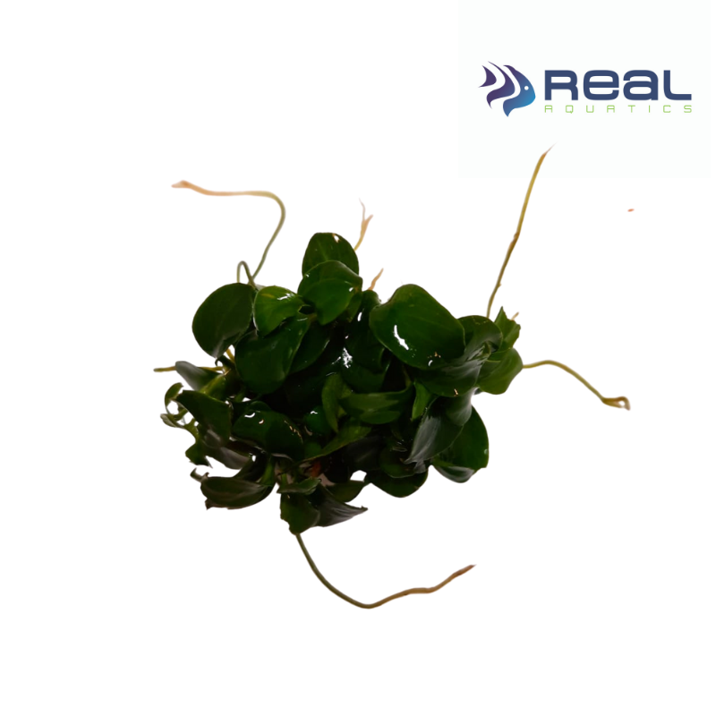 Anubias Bonsai Live Plant Bunched
