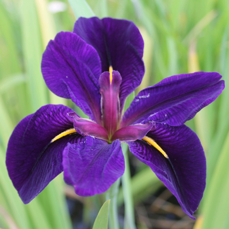 Iris Louisiana Black Gamecock