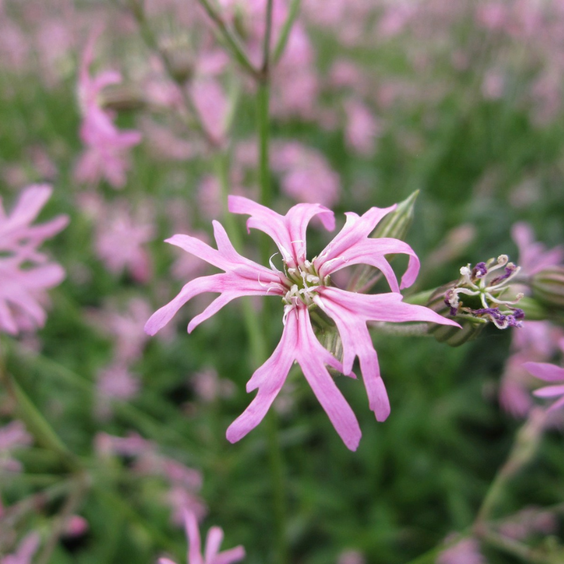 Lychnis Flos Cuculi Ragged Robin