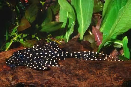 Adonis Pleco Acanthicus Adonis