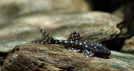 Adonis Pleco Acanthicus Adonis