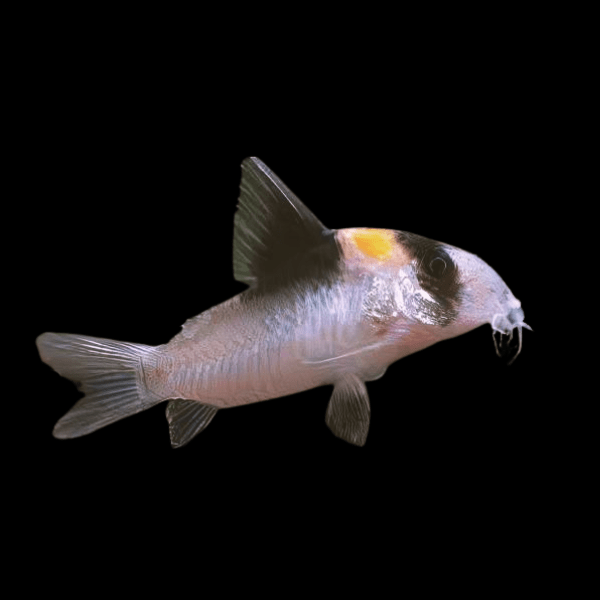 Adolfos Corydoras Adolphi 4cm Catfish - Real Aquatics