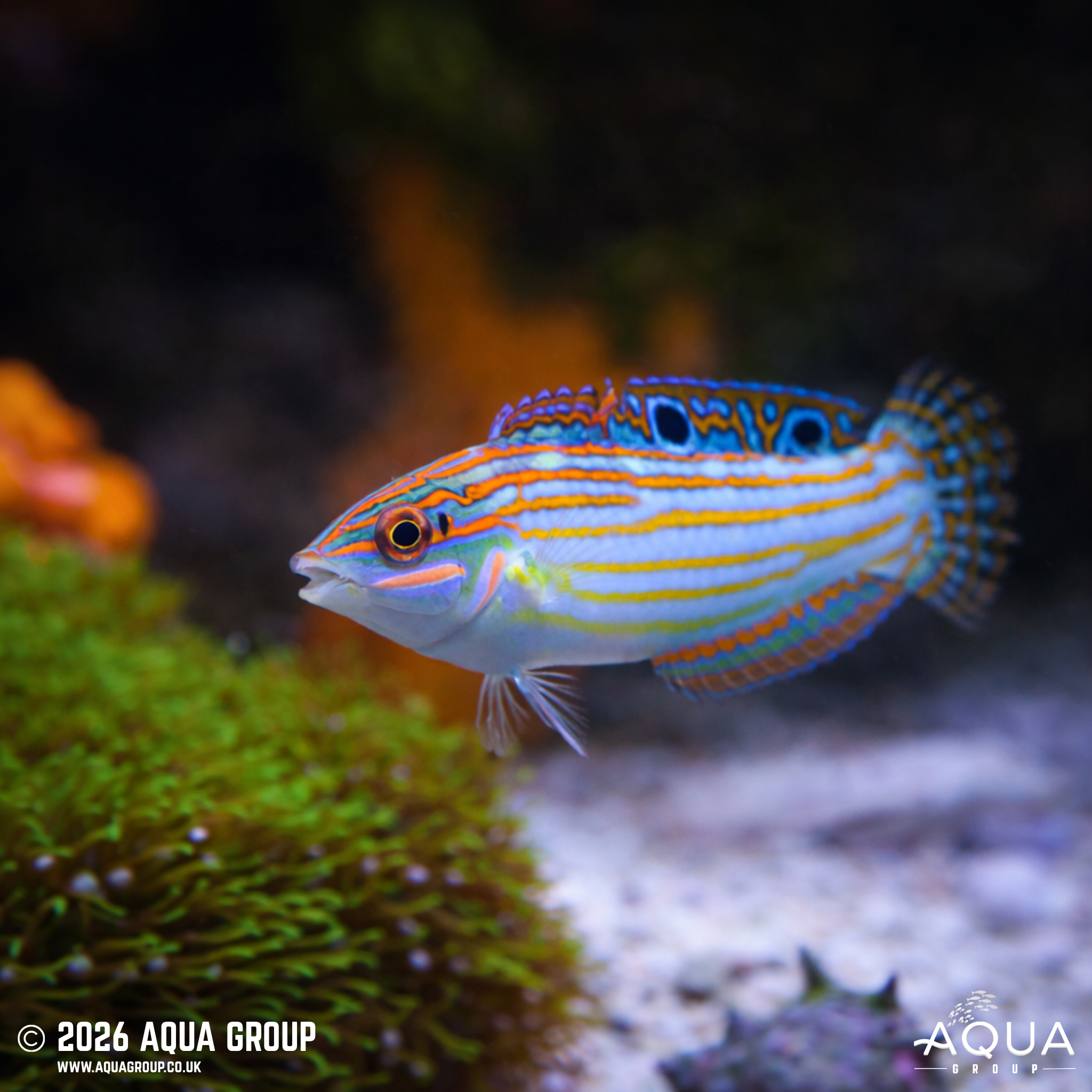 Adorned Wrasse (Halichoeres cosmetus)