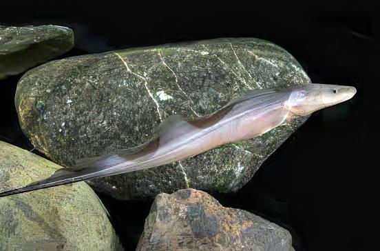 African Aba Aba Giant Knife Fish Gymnarchus Niloticus 5cm - Real Aquatics