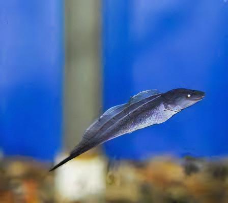 African Aba Aba Giant Knife Fish Gymnarchus Niloticus 5cm - Real Aquatics