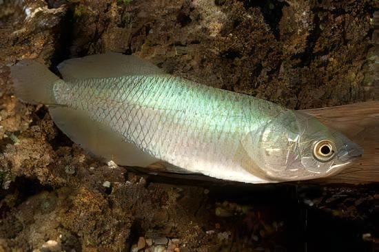 African Arowana Heterotis Niloticus 5cm - Real Aquatics