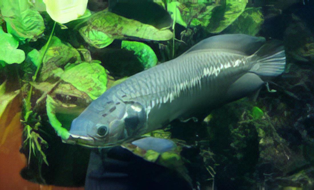 African Arowana Heterotis Niloticus 5cm - Real Aquatics