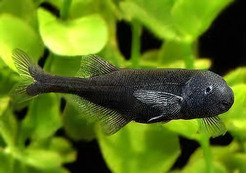African Baby Whale Fish Marcusenius Brachyistius 6cm - Real Aquatics