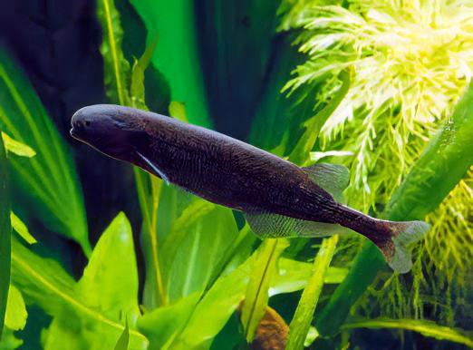 African Baby Whale Fish Marcusenius Brachyistius 6cm - Real Aquatics