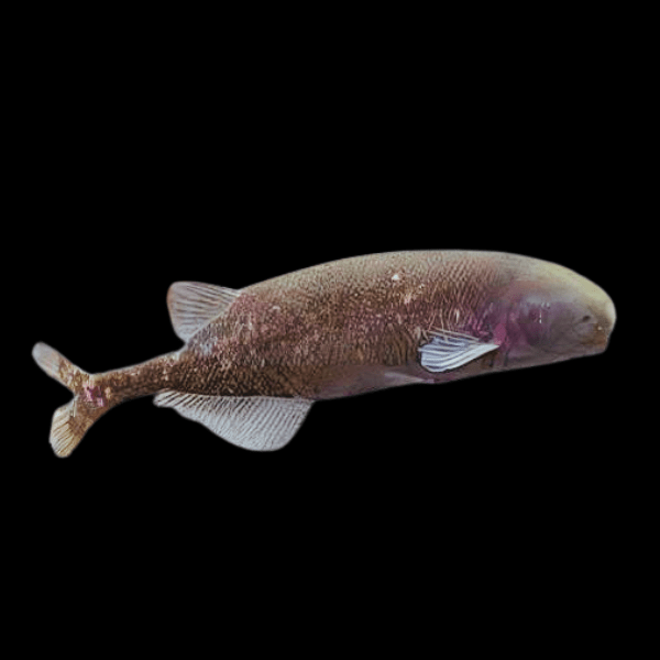African Baby Whale Fish Marcusenius Brachyistius 6cm - Real Aquatics