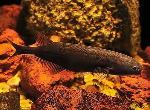 African Baby Whale Fish Marcusenius Brachyistius 6cm - Real Aquatics