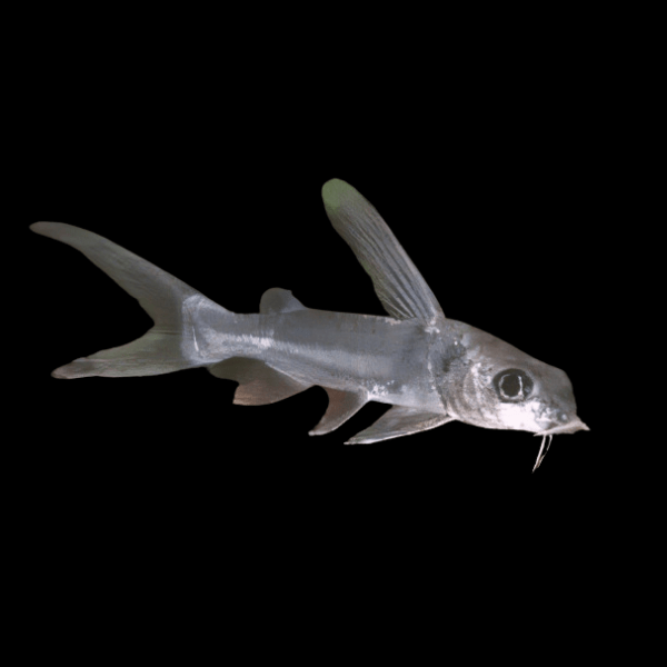 African Big Eyed Aluminium Catfish Chrysichthys Longipinnis 10cm - Real Aquatics