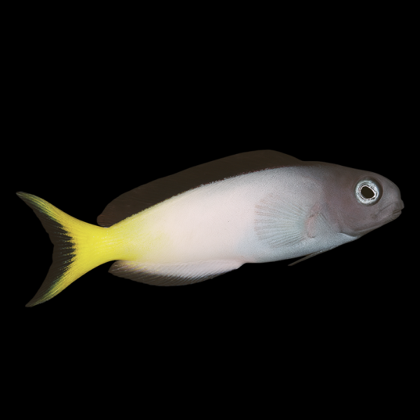 African Blenny Meiacanthus Mossambicus - Real Aquatics