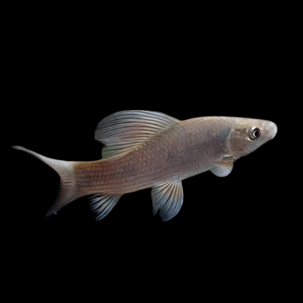 African Carp Shark Labeo Coubie 10cm - Real Aquatics