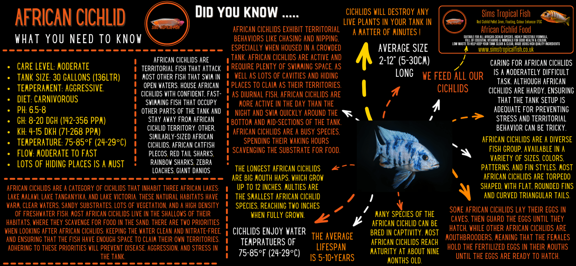 Cyphotilapia Frontosa Black Widow 3cm - Real Aquatics