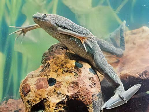 African Dwarf Clawed Frog Xenopus Laevis 3cm - Real Aquatics