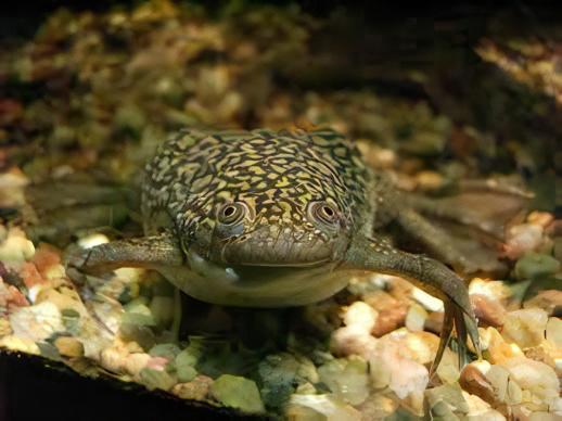 African Dwarf Clawed Frog Xenopus Laevis 3cm - Real Aquatics