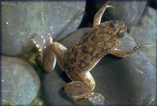 African Dwarf Clawed Frog Xenopus Laevis 3cm - Real Aquatics