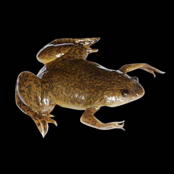 African Dwarf Clawed Frog Xenopus Laevis 3cm - Real Aquatics