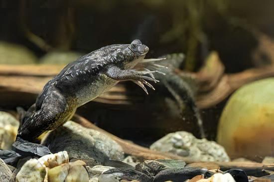 African Dwarf Clawed Frog Xenopus Laevis 3cm - Real Aquatics