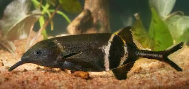 African Elephant Nose Fish Gnathonemus Petersii 10cm - Real Aquatics