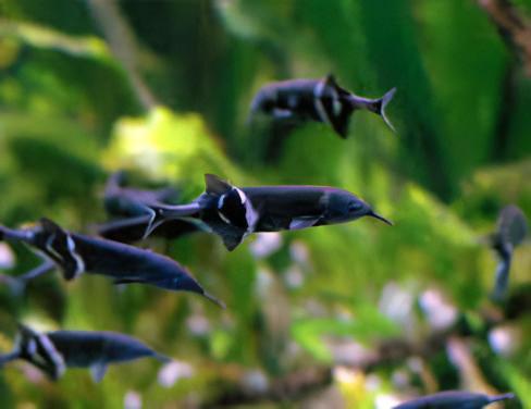 African Elephant Nose Fish Gnathonemus Petersii 10cm - Real Aquatics