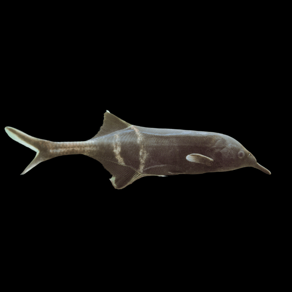 African Elephant Nose Fish Gnathonemus Petersii 10cm - Real Aquatics