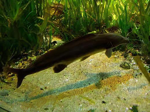 African Freshwater Dolphin Mormyrus Longirostris