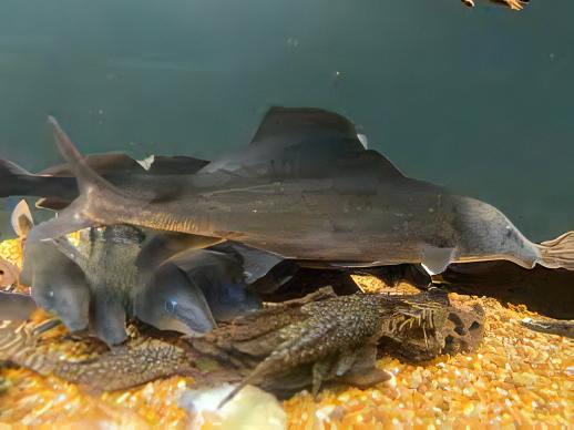 African Freshwater Dolphin Mormyrus Longirostris