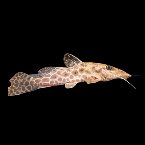 African Giraffe Nosed Catfish Auchenoglanis Occidentalis 8cm - Real Aquatics