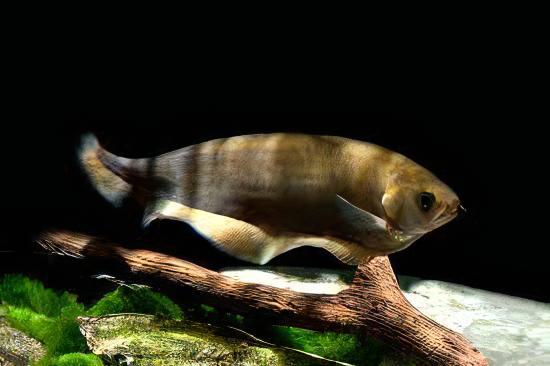 African Knife Fish Xenomystus Nigri 10cm - Real Aquatics