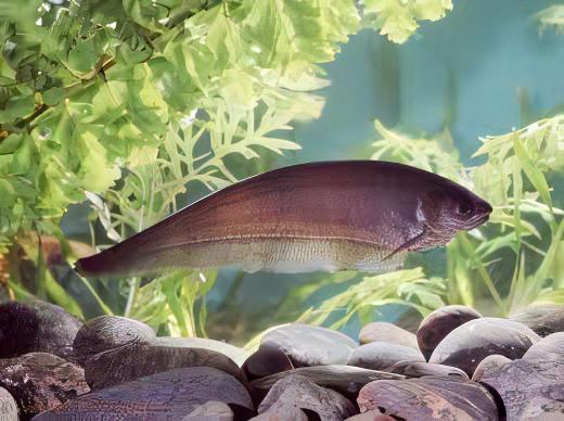 African Knife Fish Xenomystus Nigri 10cm - Real Aquatics
