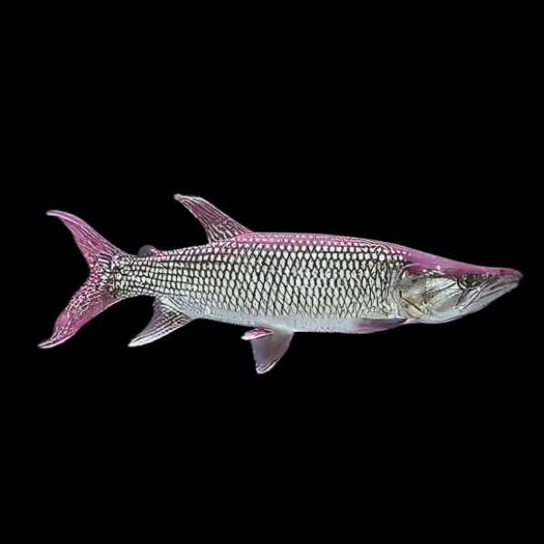 African Pike Hepsetus Odoe 10cm - Real Aquatics