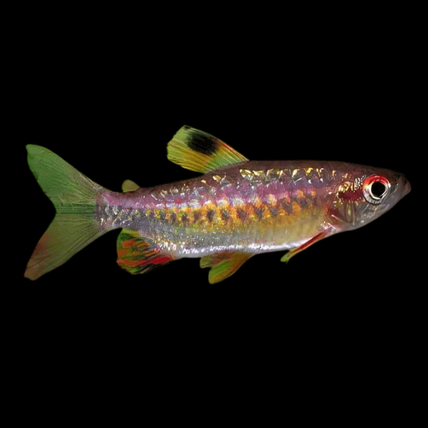 African Red Eye Tetra Arnoldichthys Spilopterus 3cm - Real Aquatics