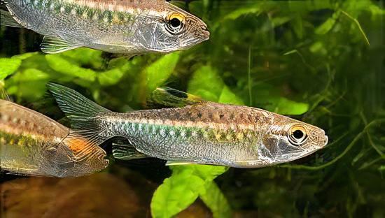 African Red Eye Tetra Arnoldichthys Spilopterus 3cm - Real Aquatics