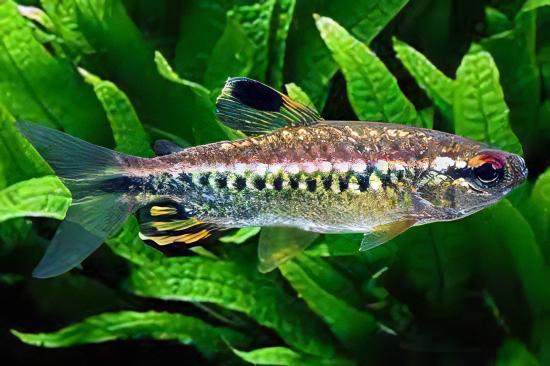 African Red Eye Tetra Arnoldichthys Spilopterus 3cm - Real Aquatics