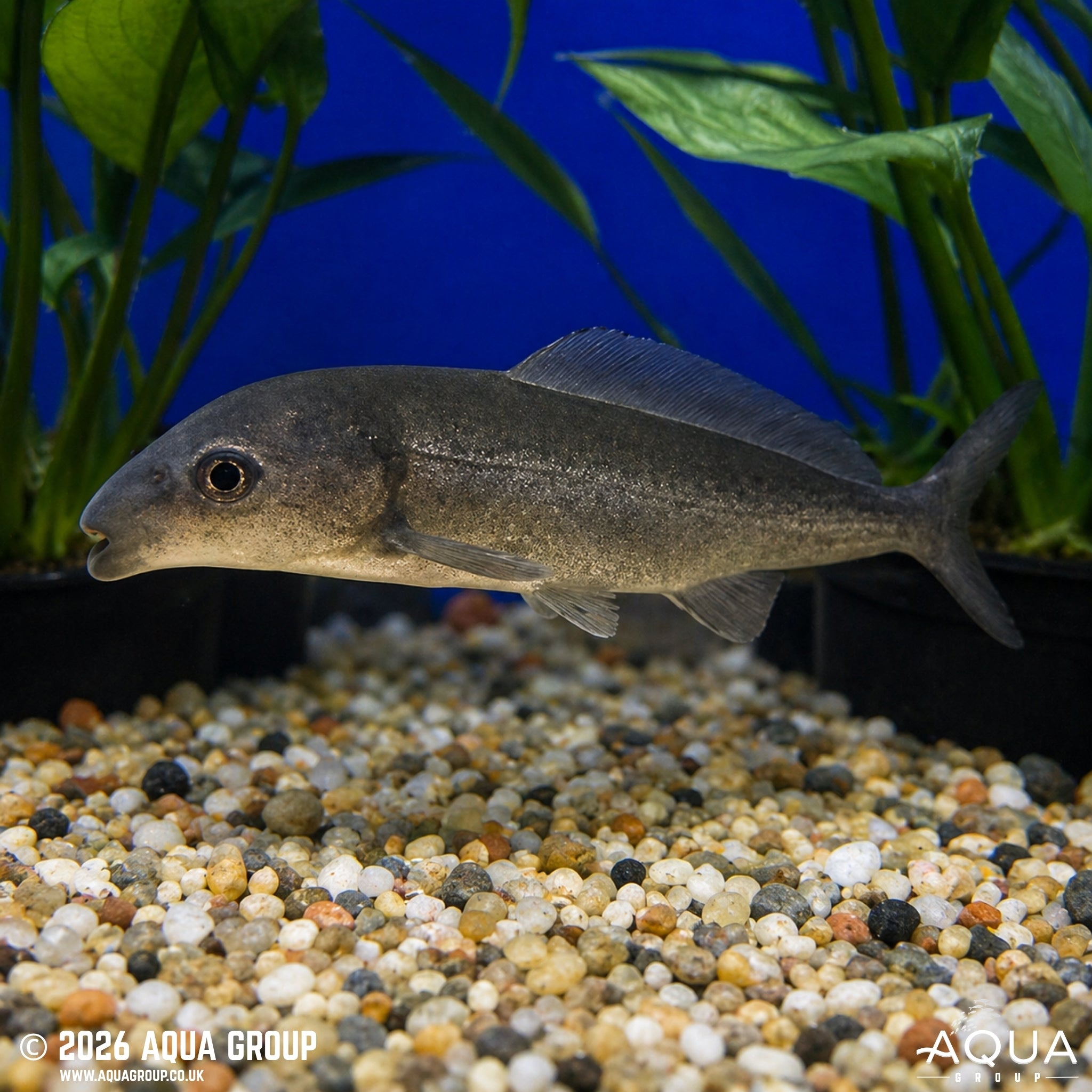 African Freshwater Dolphin (Mormyrus longirostris)