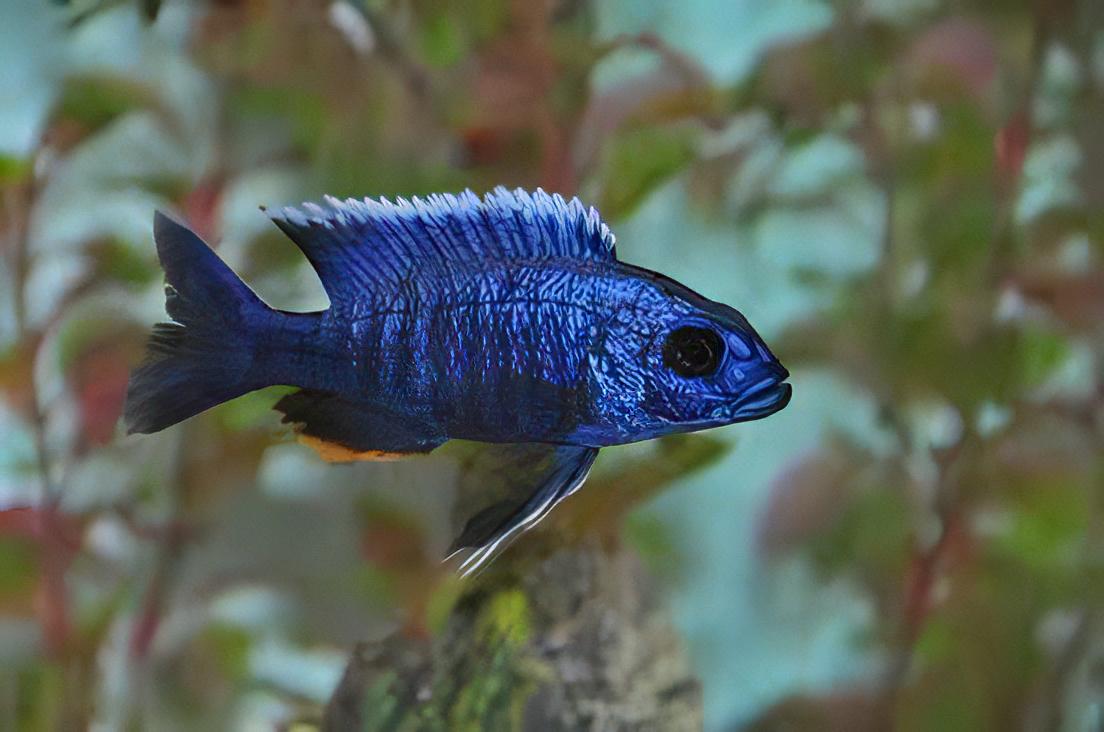 Haplochromis Ahli Electric Blue Malawi African Cichlid