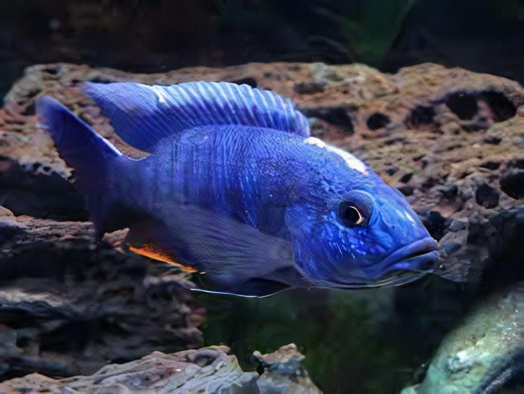 Haplochromis Ahli Electric Blue Malawi African Cichlid
