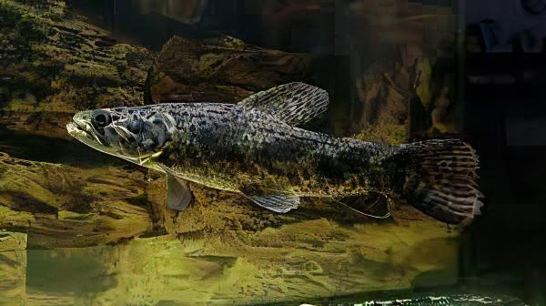 Aimara Wolf Fish Hoplias Aimara 15cm - Real Aquatics