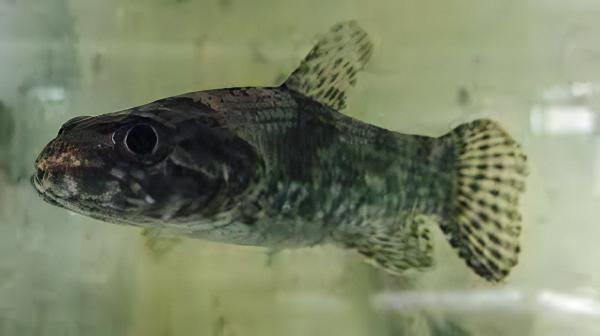 Aimara Wolf Fish Hoplias Aimara 15cm - Real Aquatics