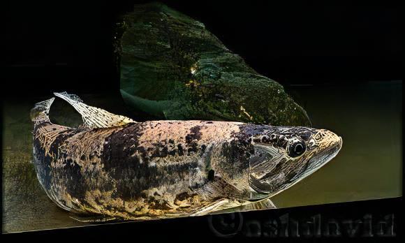 Aimara Wolf Fish Hoplias Aimara 15cm - Real Aquatics