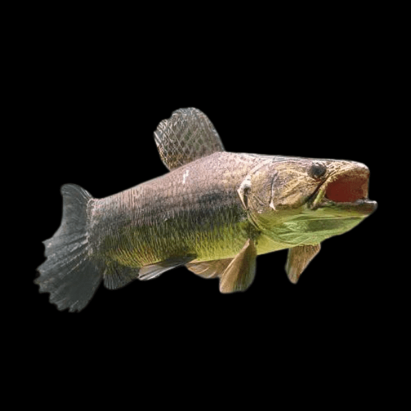 Aimara Wolf Fish Hoplias Aimara 15cm - Real Aquatics