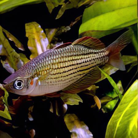 Ajamura Lakes Rainbow Fish Melanotaenia Ajamaruensis 5cm - Real Aquatics