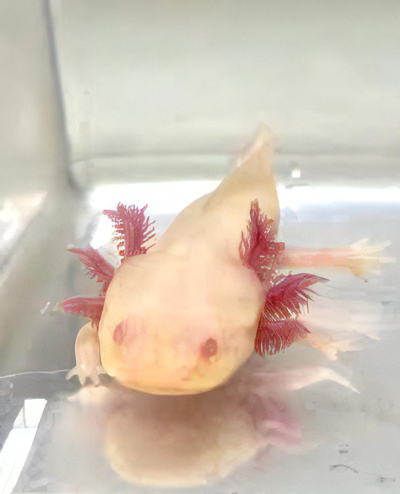 Albino White Red Eye Axolotl Ambystoma Mexicanum